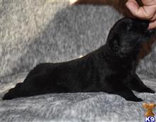 german shepherd puppy posted by Yosemite _Shepherds